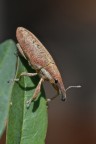 Lixus pulverulentus in discesa Lixus pulverulentus in discesa