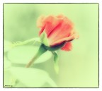 rosa ...rosae... rosa ...rosae...