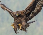 Aquila reale - Aquila crysaetos Aquila reale - Aquila crysaetos