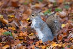 Scoiattolo autunnale Scoiattolo autunnale