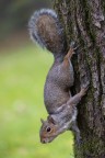 Scoiattolo grigio Scoiattolo grigio