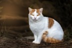 Cat Cat