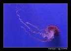 Medusa2 Medusa2