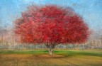 L'albero rosso L'albero rosso