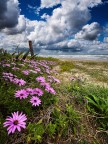 Fiori da spiaggia Fiori da spiaggia