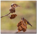 Controluce cattivo Controluce cattivo