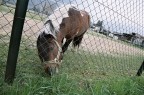 Un pony allunga il collo verso un saporito ciuffo d'erba.

Commenti e critiche sempre ben accetti.