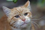 bel gatto bel gatto