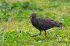 Ibis-eremita_Geronticus-eremita_DSC09746 Ibis-eremita_Geronticus-eremita_DSC09746