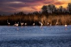 fenicotteri al tramonto in Camargue fenicotteri al tramonto in Camargue