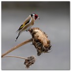 Cardellino Cardellino