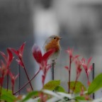 un ospite in giardino un ospite in giardino