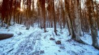 Controluce nel bosco invernale Controluce nel bosco invernale
