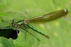 Ecco la prima libellula della stagione...e prima caduta tra le ortiche per fotografarla...che sia beneagurante per tutti gli amanti degli insetti! 1/250sec f/8 200iso 100macro flash