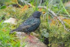 Sturnus-vulgaris_DSC03935 Sturnus-vulgaris_DSC03935