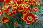 Tulipano tra i tulipani Tulipano tra i tulipani
