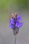 Pisaura mirabilis su fiore di lavanda Pisaura mirabilis su fiore di lavanda