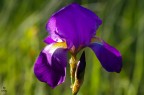 iris iris