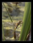 Libellula Libellula