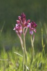 Anacamptis papilionacea Anacamptis papilionacea