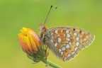Argynnis niobe Argynnis niobe