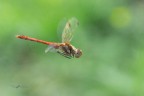 Sympetrum-striolatum_DSC06180 Sympetrum-striolatum_DSC06180