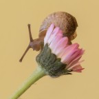 Chiocciola Chiocciola