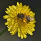 Ape bottinatrice Ape bottinatrice