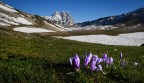Crocus sul Gran Sasso Crocus sul Gran Sasso