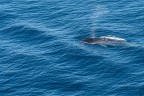 Non so che specie sia.....fotografata nel mediterraneo tra la Spagna e la Francia