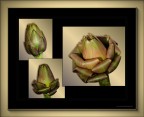 Il carciofo diventa fiore Il carciofo diventa fiore