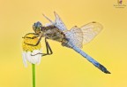 Orthetrum cancellatum Orthetrum cancellatum