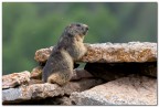 Marmotta Marmotta