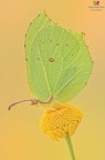 Gonepteryx rhamni Gonepteryx rhamni
