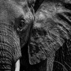 Ritratto di elefante