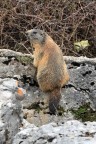 marmotta marmotta