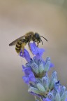 Apide su lavanda Apide su lavanda