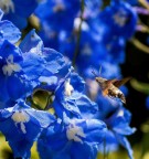 Farfalla Sfinge su Delphinium Farfalla Sfinge su Delphinium