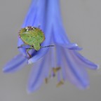 Accostamenti cromatici Accostamenti cromatici