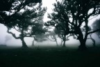 La foresta che respira La foresta che respira