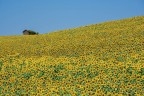 Girasoli_Lug2025_4 Girasoli_Lug2025_4