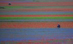 in mezzo alla fioritura in mezzo alla fioritura