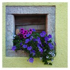 Finestrella fiorita Finestrella fiorita