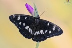 Limenitis reducta Limenitis reducta