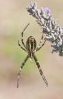 Argiope bruennichi Argiope bruennichi