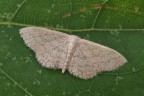 Scopula minorata Scopula minorata