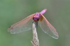 Trithemis Trithemis