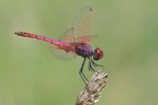 Trithemis annulata Trithemis annulata