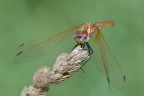 Sympetrum Sympetrum