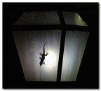 L'inquilino del lampione e l'ubriaco L'inquilino del lampione e l'ubriaco